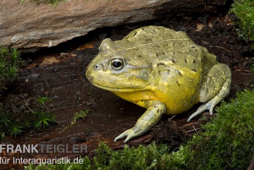 Afrikanischer Ochsenfrosch, Pyxicephalus adspersus