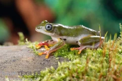 Afrikanischer Riedfrosch, Hyperolius concolor