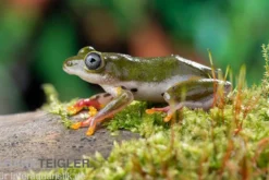 Afrikanischer Riedfrosch, Hyperolius concolor