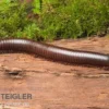Afrikanischer Riesentausendfüßer, Archispirostreptus gigas