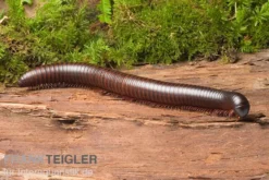 Afrikanischer Riesentausendfüßer, Archispirostreptus gigas