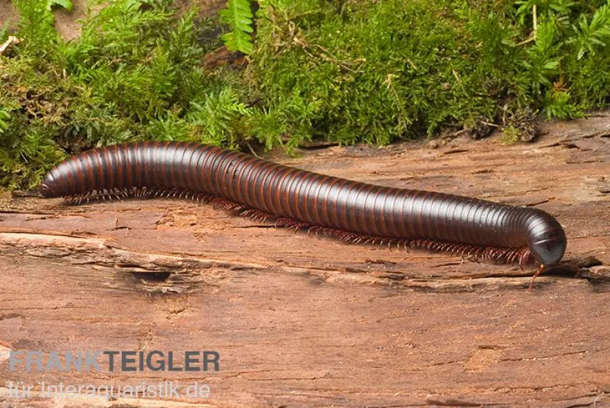 Afrikanischer Riesentausendfüßer, Archispirostreptus gigas