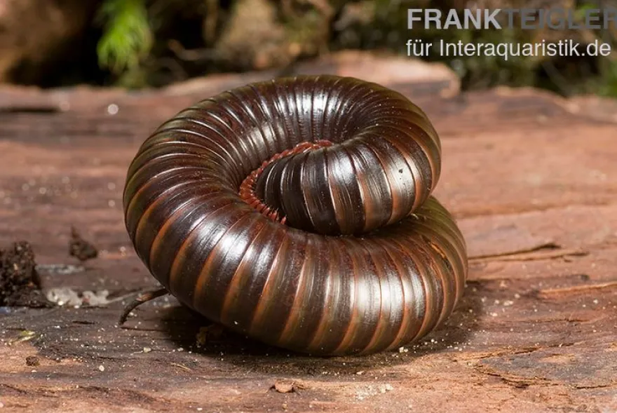 Afrikanischer Riesentausendfüßer, Archispirostreptus gigas