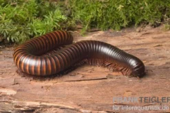 Afrikanischer Riesentausendfüßer, Archispirostreptus gigas