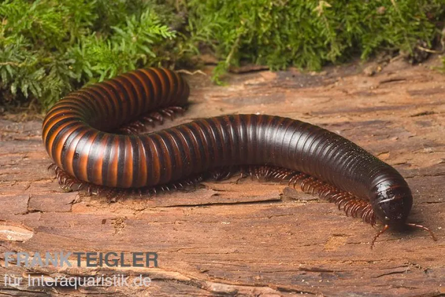 Afrikanischer Riesentausendfüßer, Archispirostreptus gigas