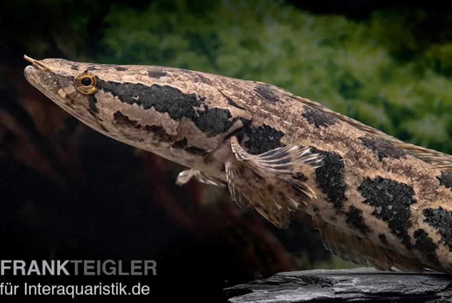 Afrikanischer Schlangenkopf, (Para-)Channa obscura, 10-12 cm