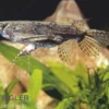 Afrikanischer Schmetterlingsfisch, Pantodon buchholzi