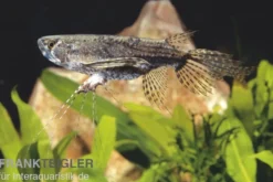 Afrikanischer Schmetterlingsfisch, Pantodon buchholzi