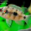 Afrikanischer Schmetterlingsbuntbarsch, Anomalochromis thomasi