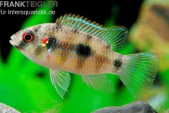 Afrikanischer Schmetterlingsbuntbarsch, Anomalochromis thomasi