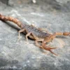 Afrikanischer Skorpion, Hottentotta hottentotta