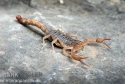 Afrikanischer Skorpion, Hottentotta hottentotta