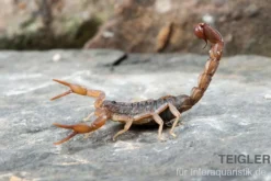 Afrikanischer Skorpion, Hottentotta hottentotta