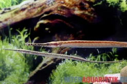 Afrikanische Seenadel, Microphis aculeatus, 9-12 cm