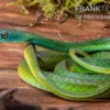 Afrikanische Strauchnatter, Philothamnus semivariegatus