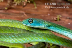 Afrikanische Strauchnatter, Philothamnus semivariegatus