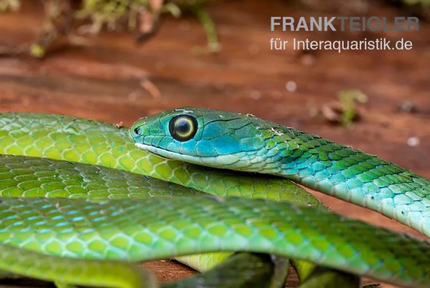 Afrikanische Strauchnatter, Philothamnus semivariegatus