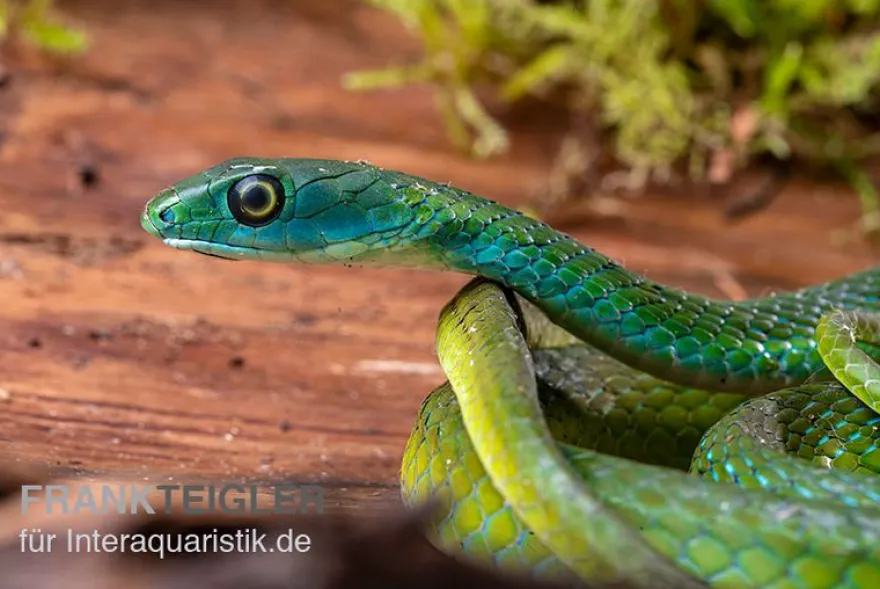 Afrikanische Strauchnatter, Philothamnus semivariegatus
