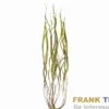 Afrikanische Wasserzwiebel, Crinum natans, Topf