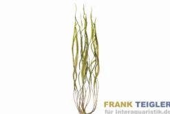 Afrikanische Wasserzwiebel, Crinum natans, Topf