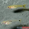 Afrikanische Zwergbarbe, Barboides gracilis