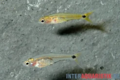 Afrikanische Zwergbarbe, Barboides gracilis