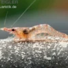 Afrikanische Zwerggarnele, Caridina gaesumi