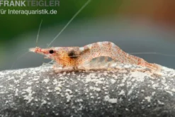 Afrikanische Zwerggarnele, Caridina gaesumi