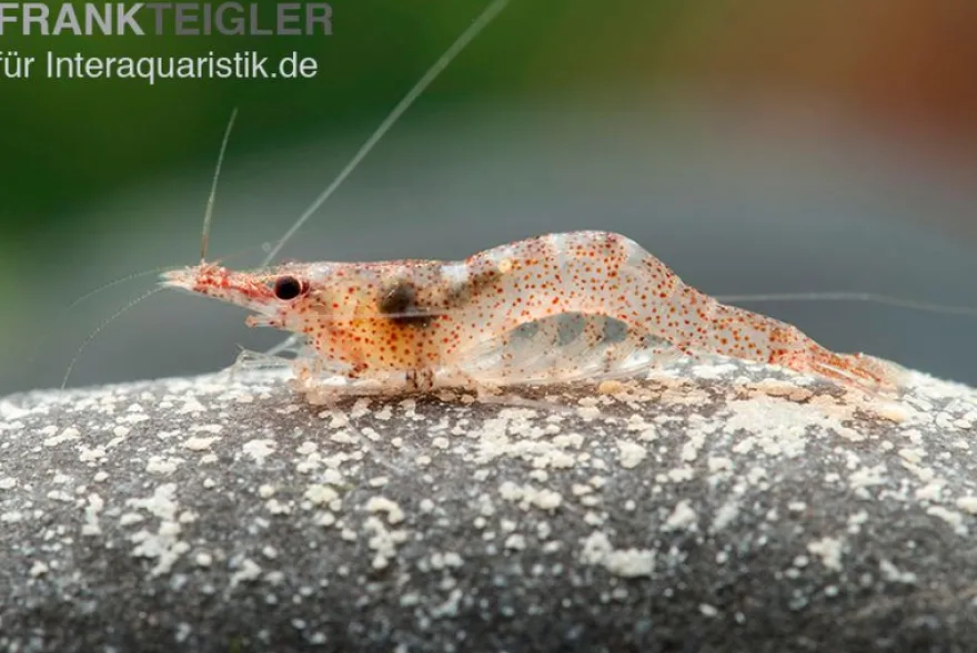 Afrikanische Zwerggarnele, Caridina gaesumi
