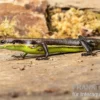 Afrika-Skink, Trachylepis polytropis