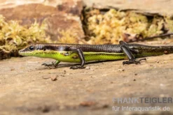 Afrika-Skink, Trachylepis polytropis