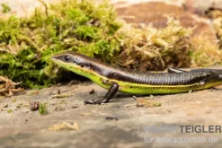 Afrika-Skink, Trachylepis polytropis