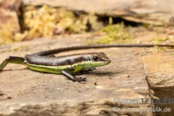 Afrika-Skink, Trachylepis polytropis