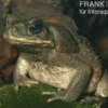 Agakröte, Bufo marinus