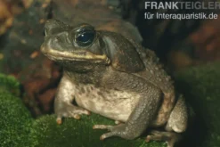 Agakröte, Bufo marinus
