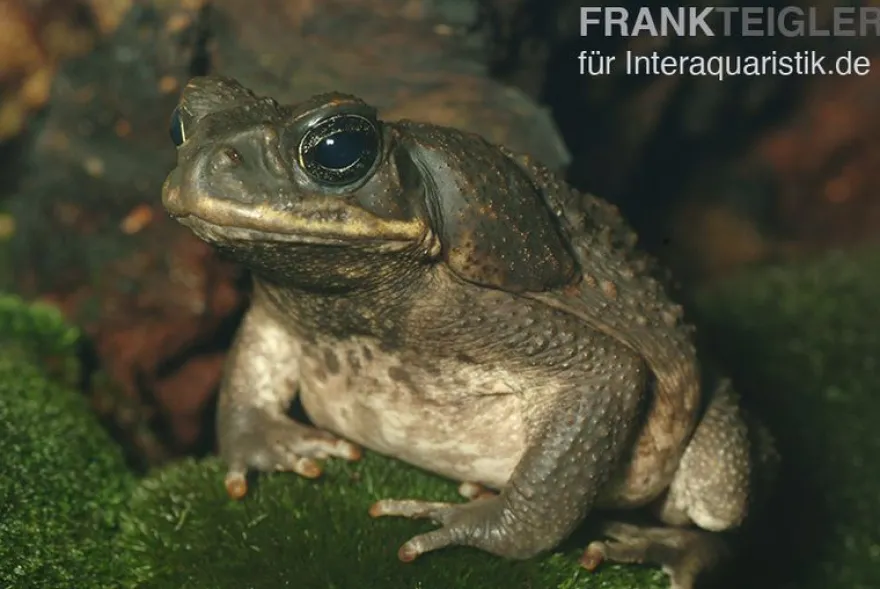 Agakröte, Bufo marinus