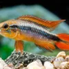 Agassizii-Zwergbuntbarsch gold-rot, Apistogramma agassizii gold-rot, paarweise M