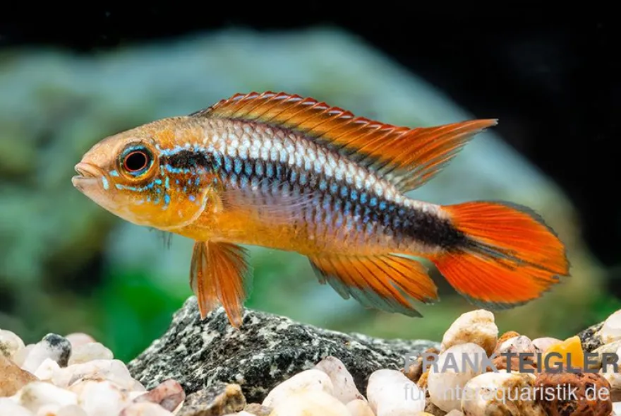 Agassizii-Zwergbuntbarsch gold-rot, Apistogramma agassizii gold-rot, paarweise M