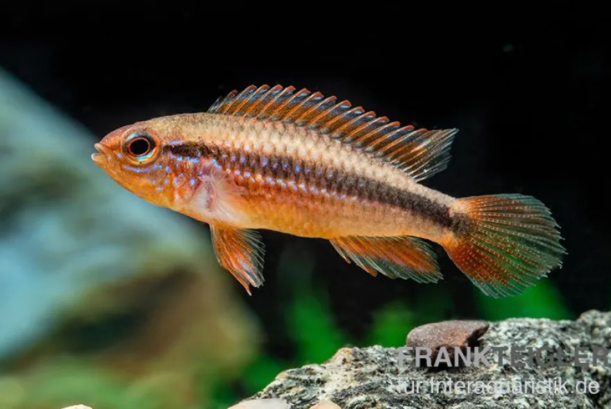 Agassizii-Zwergbuntbarsch gold-rot, Apistogramma agassizii gold-rot, paarweise M