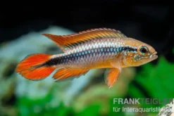 Agassizii-Zwergbuntbarsch gold-rot, Apistogramma agassizii gold-rot, paarweise M
