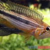 Agassiz-Zwergbuntbarsch, Apistogramma agassizii TEFE (paarweise)
