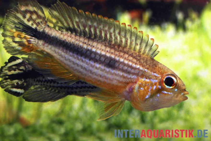 Agassiz-Zwergbuntbarsch, Apistogramma agassizii TEFE (paarweise)