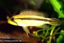 Agassiz-Zwergbuntbarsch, Apistogramma agassizii TEFE (paarweise)