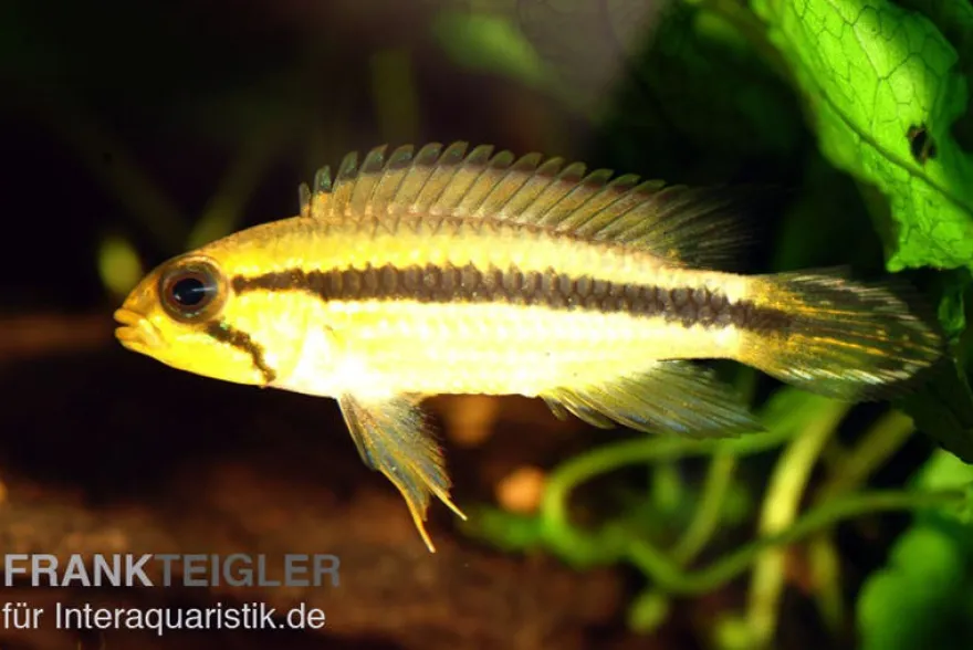 Agassiz-Zwergbuntbarsch, Apistogramma agassizii TEFE (paarweise)