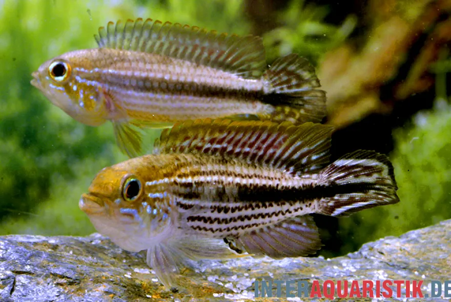 Agassiz-Zwergbuntbarsch, Apistogramma agassizii TEFE (paarweise)