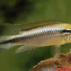 Agassiz-Zwergbuntbarsch, Apistogramma agassizii, Wildform, paarweise