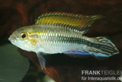 Agassiz-Zwergbuntbarsch, Apistogramma agassizii, Wildform, paarweise