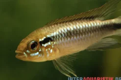 Agassiz-Zwergbuntbarsch, Apistogramma agassizii, Wildform, paarweise