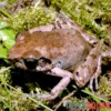 Ahl-Fluss-Frosch, Phrynobatrachus latifrons