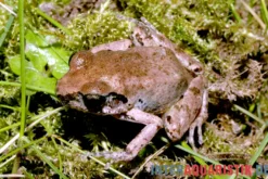 Ahl-Fluss-Frosch, Phrynobatrachus latifrons